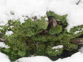 moss in snow