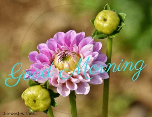 good morning flowers image with bud