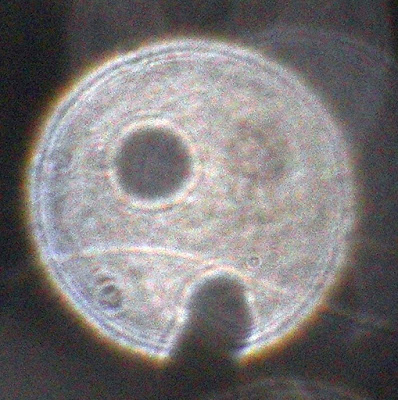 orb face