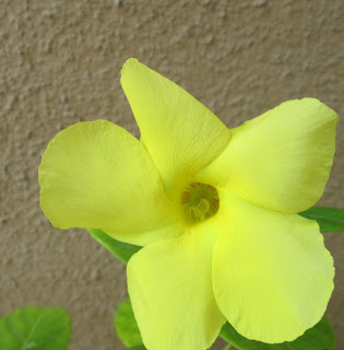 Allamanda