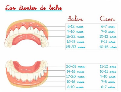 dientes-salen-y-caen