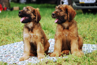 Briard Puppy Picture