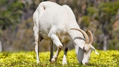 http://www.kxly.com/news/teen-killed-after-goat-falls-on-him-from-roof/29027882