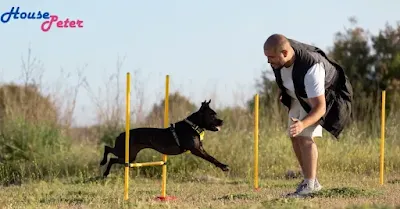 Spirit Dog Training