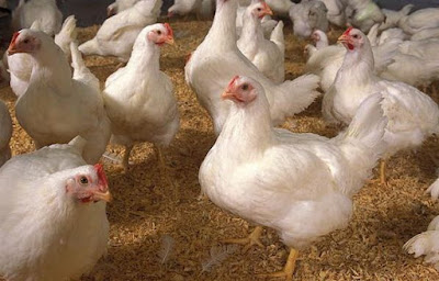 Kunci Memaksimalkan Keuntungan Usaha Ayam Broiler