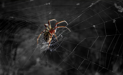 Fotografías de insectos como Arañas, Abejas, Moscas, Catarinas, y Gusanos