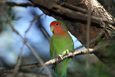 penyakit lovebird yang sering dialami lovebird