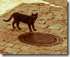 Katze-0221