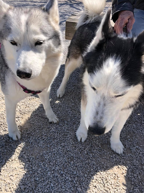 Sweet Huskies