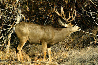 deer in rut