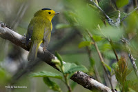 Wilson’s warbler – North Rustico, PEI – May 22, 2017 – by Matt Beardsley