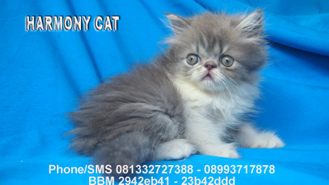 kucing anggora kucing bengal kucing dijual kucing himalaya kucing ...