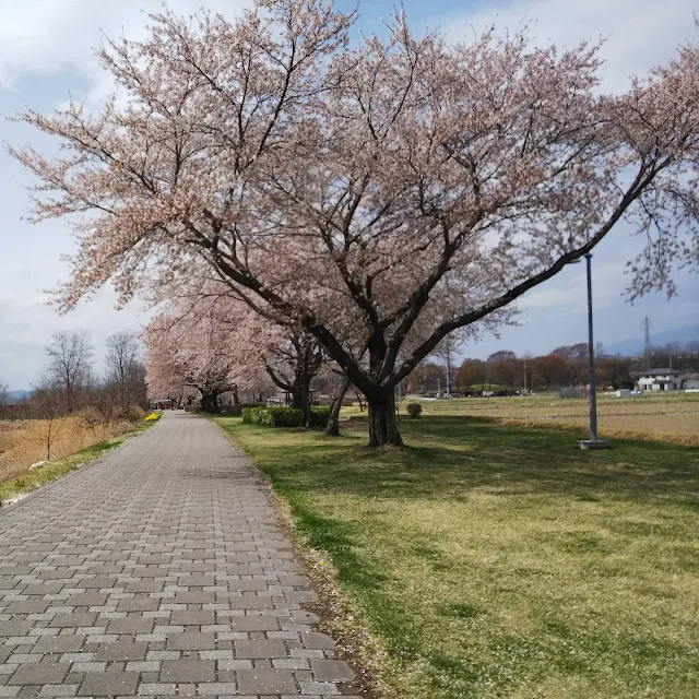 千曲川　さくラさく小径