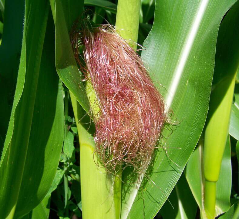 Manfaat Rambut Jagung Untuk Kesehatan - Info Kesehatan