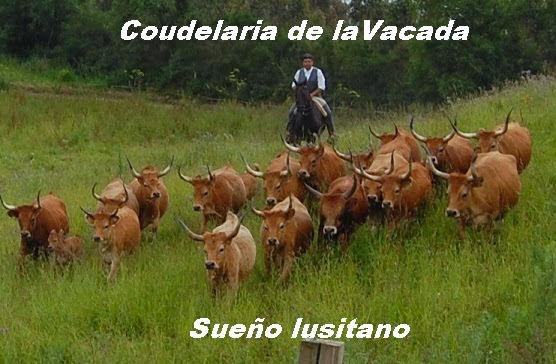 COUDELARIA SAN XURELOS