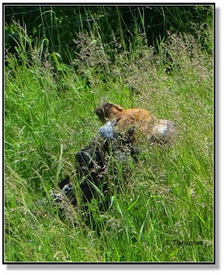 wenn Hund durchs hohe Gras rennt