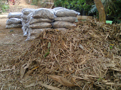 humus daun bambu untuk kompos