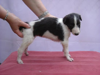 Borzoi Puppy Picture