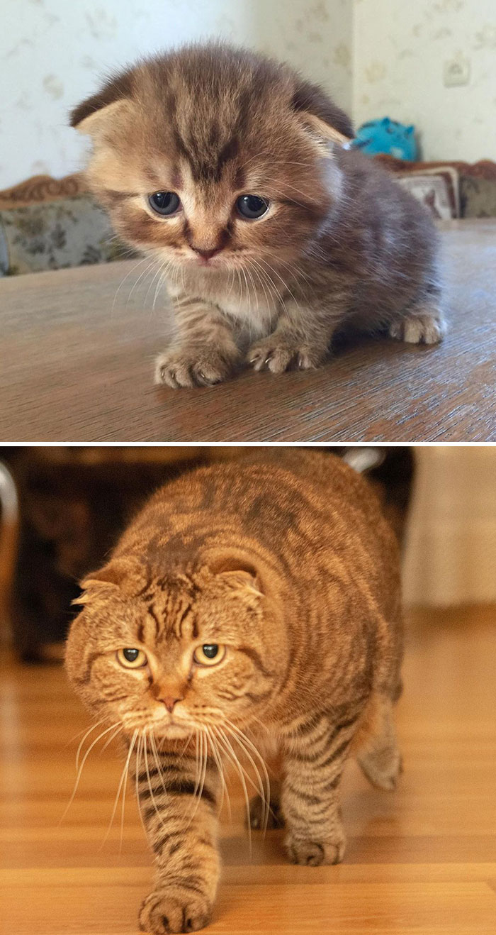 Before & After Pics Of Kitten Growing Up