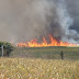 Fogo destrói Reserva Ecológica em São Francisco de Itabapoana