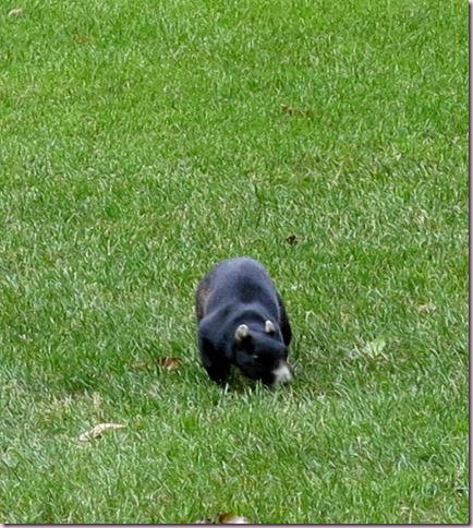 BearIMG_2991