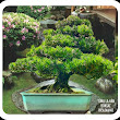 Cây Tùng La Hán Bonsai 