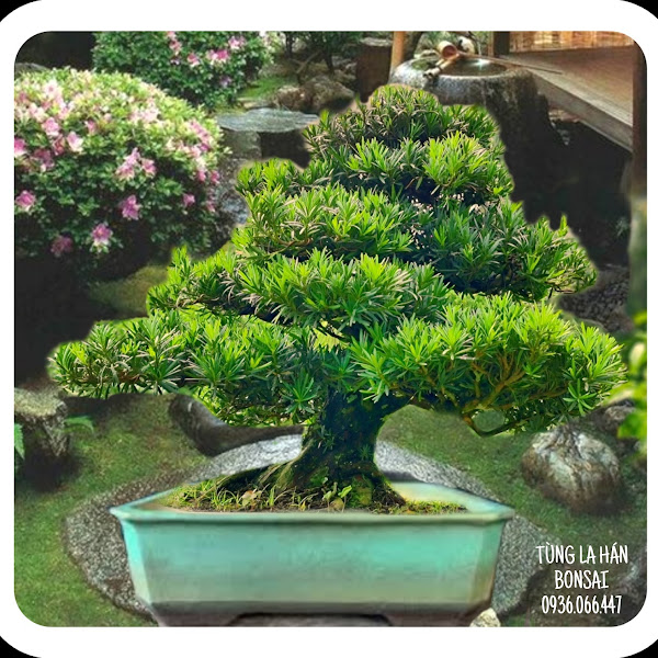 Cây Tùng La Hán Bonsai 