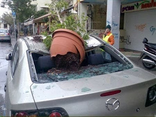 Accidental Garden Toyota Car