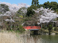 湖面の葦と桜と