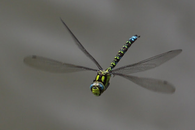 Tierfotos - Libelle im Flug - Blaugrüne Mosaikjungfer