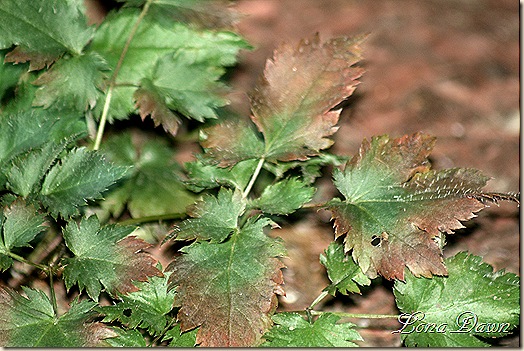 Astilbe_DelftLace_Autumn