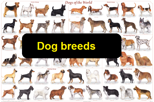 Dog breeds