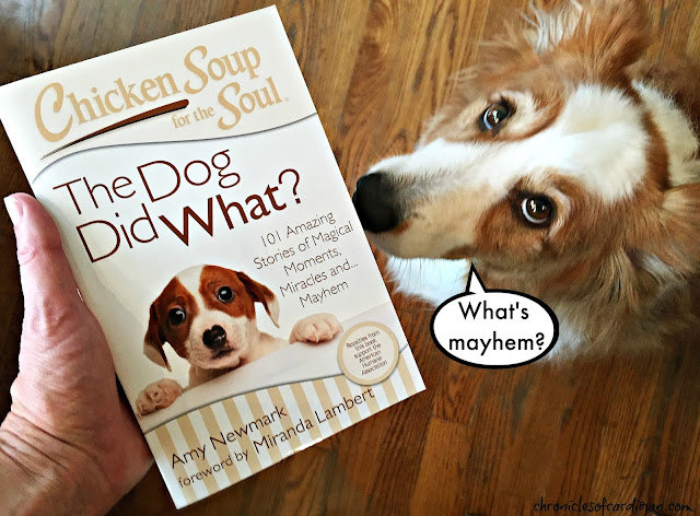 Red fluffy corgi Jon Farleigh looks up over Chicken Soup for the Soul book held by person