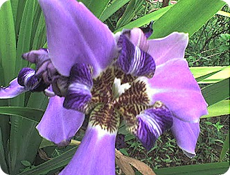 flores9