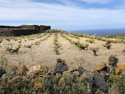 Vines on Pantelleria grown in the vite ad alberello method.