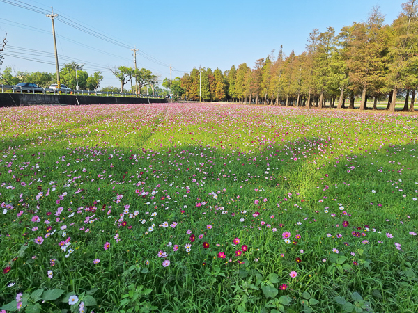 台南六甲落羽松森林花海繽紛又療癒，菁埔濕地公園步道好賞景