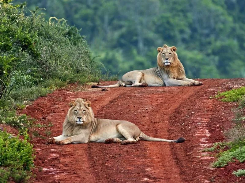 South Africa Madikwe Game Reserve 2