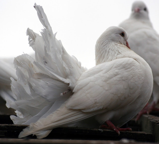 White Dove Wallpapers