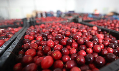Harvesting and Storage Cranberries