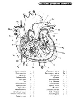 Anatomy Coloring Pages