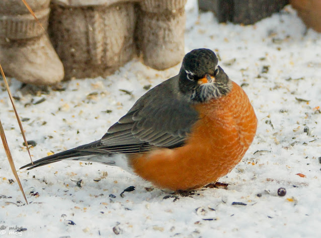 Robin in the Snow photo by mbgphoto