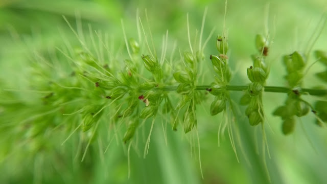 Field Botany, Grass, Setaria, Study