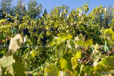 IMG_2228 copy