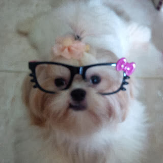 Really cute puppy picture with glasses