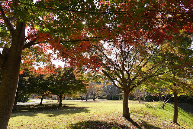 鳥取県西伯郡南部町鶴田 とっとり花回廊 桜の広場