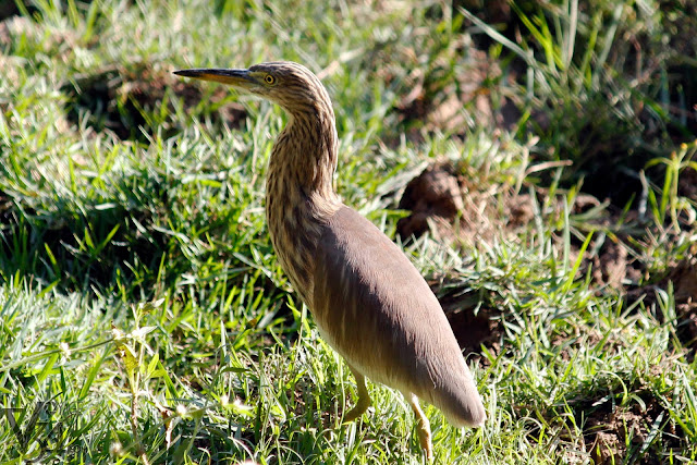 Pond Heron