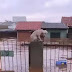 PELO MENOS 3,5 MIL ANIMAIS ILHADOS PELA CHUVA FORAM RESGATADOS NO RS