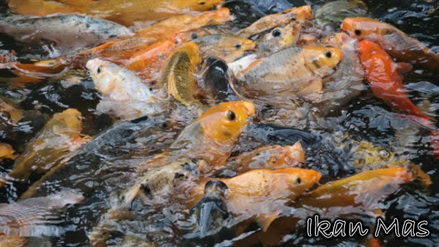 Umpan Sakti Ikan Mas Cuaca Panas Dan Musim Kemarau