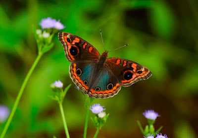 Mariposa en mi jardín sobre las flores silvestres de color lila