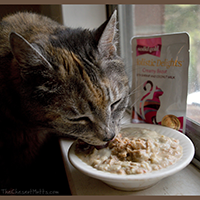 Solid Gold Holistic Delights Creamy Bisque Cat Food review